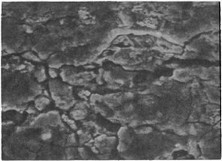Рис. 4. Микрофото. Сетка коррозионных трещин и межкристаллитное разрушение в зоне припоя. Х1600.