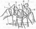 Рис. 16. Вертикально-осевые (аксиальные) проекции кистевого сустава (запястного канала (а) и запястного моста (б)), предназначенные для выявления краевых изменений в костях запястья (рентгенограммы