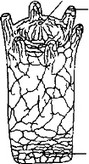 Рис. 8. Схема строения диффузной нервной системы кишечнополостного животного