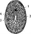 Рис. 9. Схема строения диффузностволовой нервной системы турбеллярии