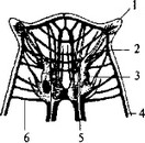 Рис. 10. Схема строения ортогональной нервной системы ресничного червя