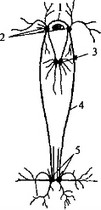 Рис. 13. Схема строения ганглионарной нервной системы пластинчатожаберного моллюска (беззубка)