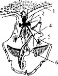 Рис. 14. Схема строения нервной системы головоногого моллюска (осьминог)