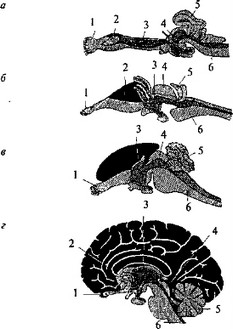 Рис. 15. Схема развития плаща конечного мозга (обозначен черным) в сравнении с остальными структурами мозга в ряду позвоночных