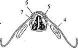Рис. 16. Закладка нервной трубки (схематичное изображение и вид на поперечном
			срезе)