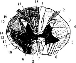 Рис. 24. Схема поперечного среза спинного мозга
