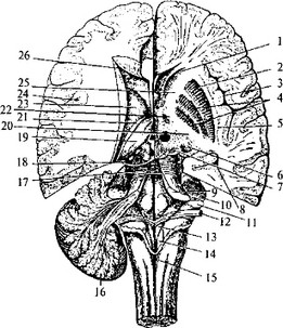 Рис. 41. Полушария мозга на разных уровнях горизонтального разреза