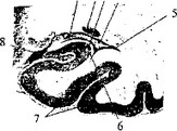 Рис. 47. Фронтальный срез нижнего отдела височной доли левого полушария
