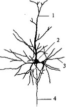 Рис. 50. Пирамидный нейрон коры