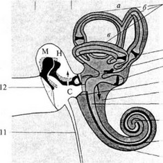 Рис. 57. Схема строения среднего и внутреннего уха