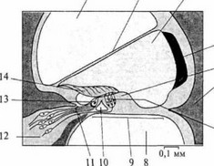 Рис. 58. Схема строения Кортиевого органа