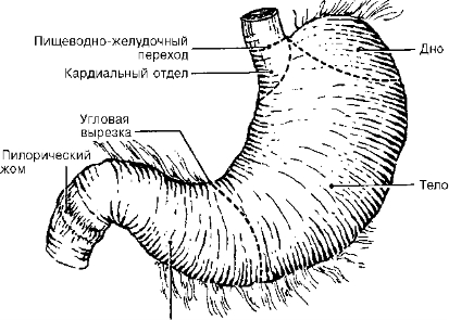 Рис. 12-1. Анатомия желудка
