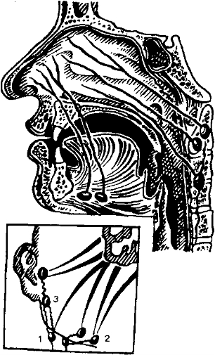 Рис. 20-1. Лимфатическая система полости носа и параназальных синусов.