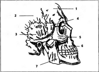Рис. 1. Основные кости черепа и лицевого скелета.