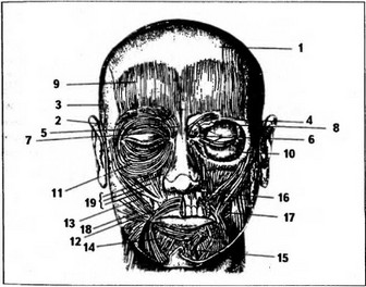Рис. 3. Мимические мышцы лица.