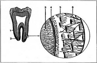 Рис. 8. Цемент зуба.