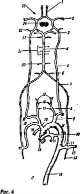 Основной план расположения дуг аорты.