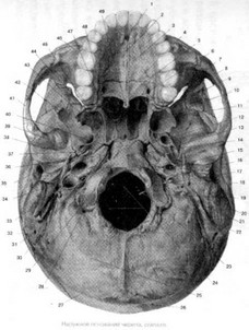 Рис. 5. Череп, cranium, (вид справа, полусхематично)