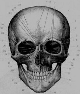 Рис. 6. Череп, cranium, (вид спереди, полусхематично)