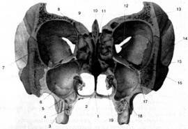 Рис. 7. Поперечный разрез черепа через глазницу и большие коренные зубы (вид спереди)