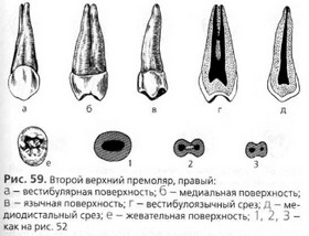 Нижние малые коренные зубы (премоляры)