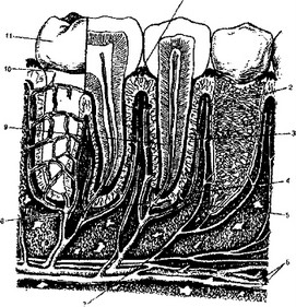 Рис. 4. Строение зубо-челюстного сегмента