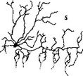 Классификация нейронов по форме сомы