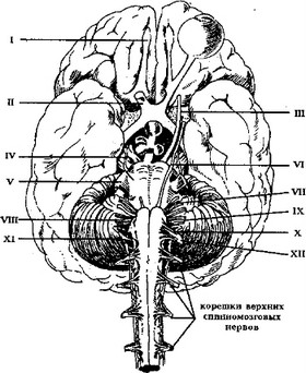 Рис. 7.
				Схема расположения черепно-мозговых и спинальных нервов