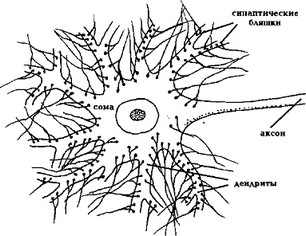 Рис. 8. Синаптические входы нейрона