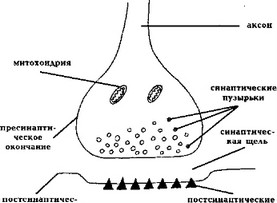 Рис. 9. Схема строения синапса.