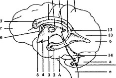 Рис. 13Б. Схема желудочков мозга и их отношение к поверхно стным структурам полушарий головного мозга