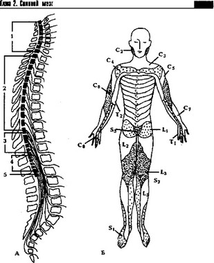 Рис. 15. Топография сегментов спинного мозга (А) и схема дерматомов (Б)