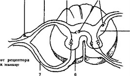 Рис. 16В. Внутреннее строение спинного мозга