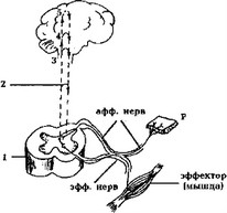 Рис. 18. Рефлекторные дуги, проходящие через спинной мозг