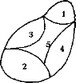 Рис. 32. Схема расположения ядер таламуса