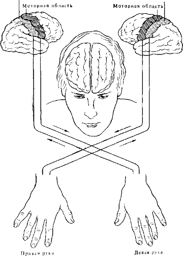 Рис. 1.1. Сенсорные и моторные пути, связывающие мозг и тело, почти полностью перекрещены.