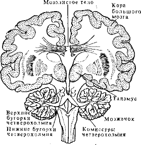 Рис. 2.11. Степень разъединения мозга после передиемозговой комиссуротомии.
