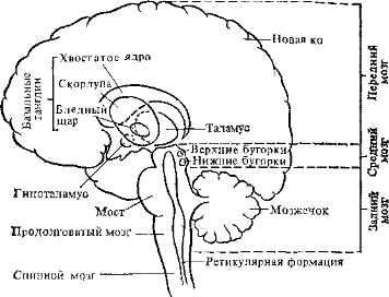 Схематическое изображение мозга, показывающее взаимное расположение подкорковых ядер и стволовых структур