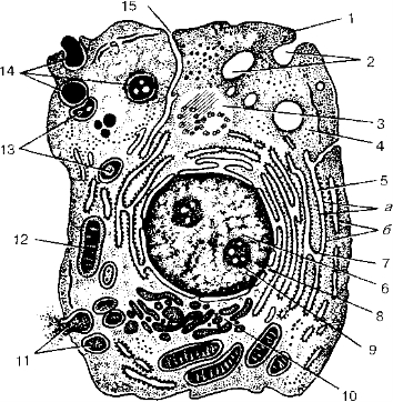 Рис. 5. Ультрамикроскопическое строение клетки