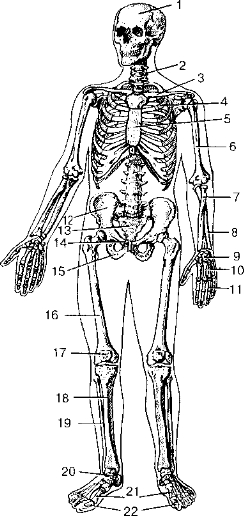 Рис. 14. Скелет человека. Вид спереди