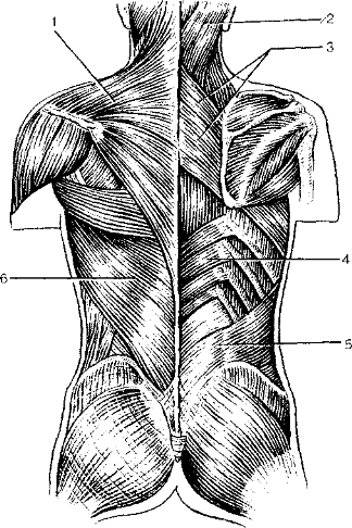 Рис. 35. Мышцы спины