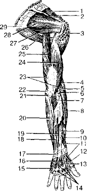 Рис. 38. Мышцы верхней конечности