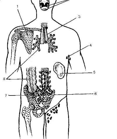 Рис. 72. Расположение центральных и периферических органов иммунной системы