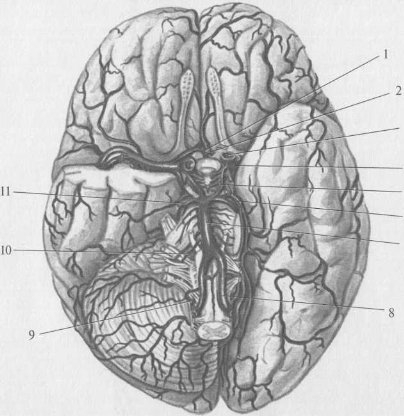 Рис. 89. Артерии головного мозга. Артериальный круг мозга. Вид снизу