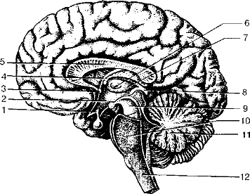 Рис. 100. Медиальная поверхность головного мозга на срединном его разрезе