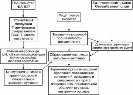 Схема 4. Патогенез болезни Бехтерева