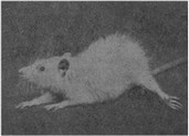 Рис. 6. Подопытная крыса, больная бери-бери (паралич задних лапок)
