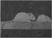 Ркс. 7. Подопытные крысы одного помёта: слева — получающая рибофлавин (здоровая); справа—лишённая рибофлавина (больная)
