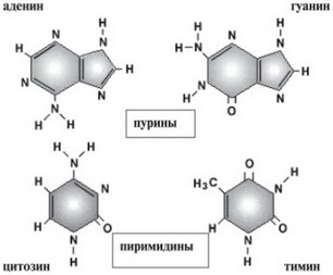 Рис. 1. Структура азотистых оснований (элементарных «букв»), из которых построена молекула ДНК