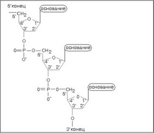 Рис. 2. Химическая структура цепи ДНК
